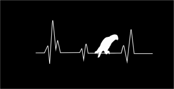 Heartbeat papegaai